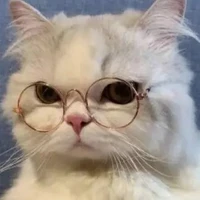 Rắn chúa sợ vợ🐾