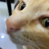 chủ tus