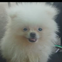 ông trùm của loài dog