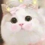 Diệp, Miêu, Xuyên