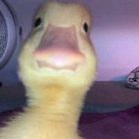 chụy t(ko ai dám cãi m ok?)