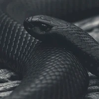 karaki (con rắn của n9)