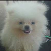 ông trùm của loài dog