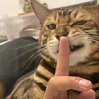 Tg méo meow