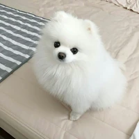 sữa chua