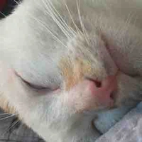 nhóm yazushi( - ai thì trừ)