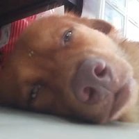 cả lớp