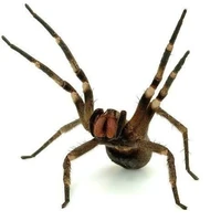 Bé nhện cuto (mega)