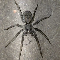 bé nhện lòtôn (meg)