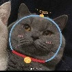 niko