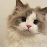 Mèo Peri