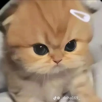 Dâu cute