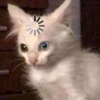 thú cưng của hiha(mèo Luka)