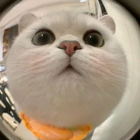 Dương Tổng (Cá đuôi Hồng)