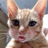 Hệ thống (tác giả) 