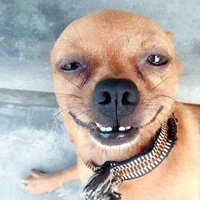 chó nhà hàng xóm 😊💩