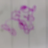 muri