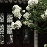 Gia Tộc Henituse