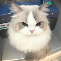 mimi