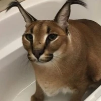 ?#-#)")(";#9_@-!°=§[✓®{€}~✓€]£×