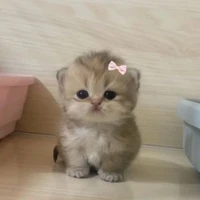 Bé Mèo Cô Đơn