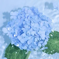 Kameko