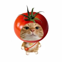 Hase đây nè