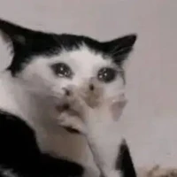 T/G