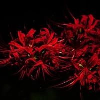 Đutkaz🎀[Mafioso]