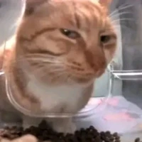 🇻🇳UIIA🇷🇺[chance]