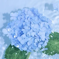 Kameko