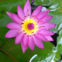 Tự đoán t là ai