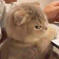 Chíp Nấm (A.K.A nhỏ tác giả)