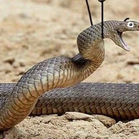 tác giả nghiện otp