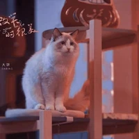 Bánh to