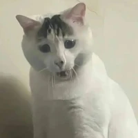 T/G =Đ