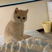 lyo