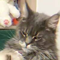 bùi huy[mèo tổng]