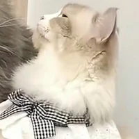 tô yến[tỷ tỷ mèo]