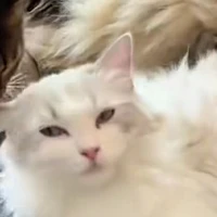 tô di《em tô yến》