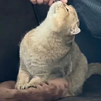 tô dao《Mẹ tô yến》