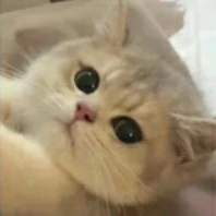 thư ký hà[tiểu thịt tươi]