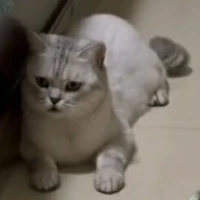 như kiều《bạn thân tô yến》