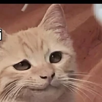 tg lạnh lùng nờ