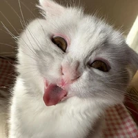 Tác giả đẹp gái