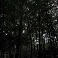 Cây cối trong khu rừng