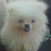 ông trùm của loài dog