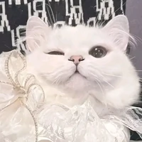 Miêu Miêu
