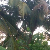 cả hai