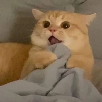 ✎ᝰ. 𝐈 𝐡𝐚𝐭𝐞 𝐲𝐨𝐮.